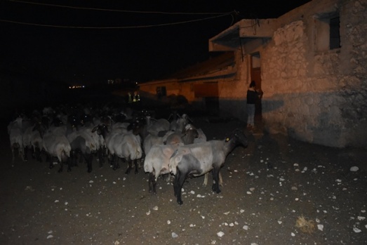 Sokak Köpekleri Koyunlara Saldırdı