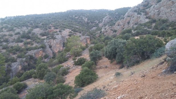 İhsaniye Köyünde Mücadele Amaçlı Yaban Domuzu Sürek Avı Düzenlendi