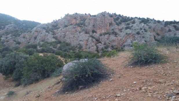 İhsaniye Köyünde Mücadele Amaçlı Yaban Domuzu Sürek Avı Düzenlendi