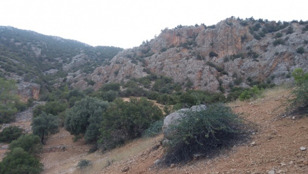 İhsaniye Köyünde Mücadele Amaçlı Yaban Domuzu Sürek Avı Düzenlendi