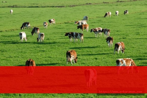 MERA ALANINI EKEN UYANIK KÖYLÜ YAKALANDI