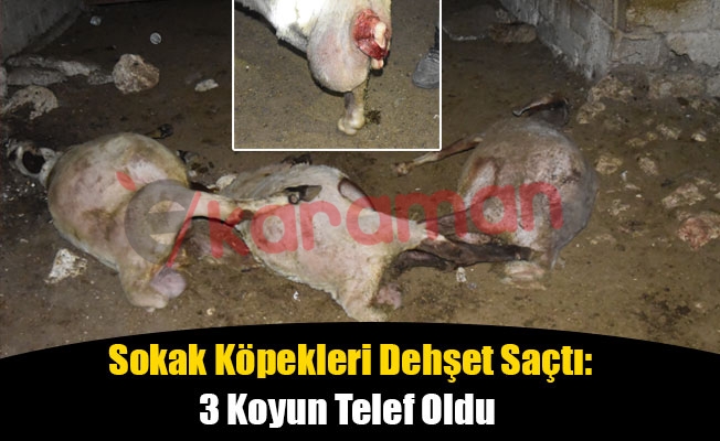 Sokak Köpekleri Dehşet Saçtı: 3 Koyun Telef Oldu