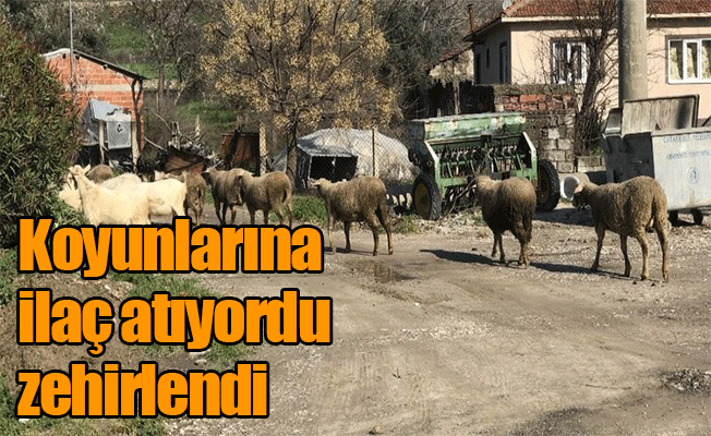 Koyunlarına İlaç Atıyordu Zehirlendi!