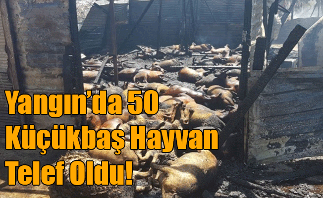 Karaman'da 50 Küçükbaş Hayvan Telef Oldu!