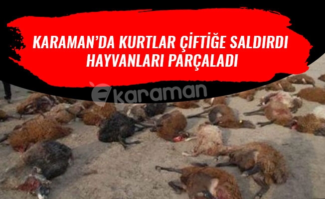 KARAMAN’DA KURTLAR ÇİFTİĞE SALDIRDI HAYVANLARI PARÇALADI