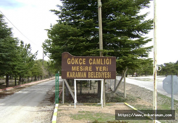 Gökçe Çamlığı