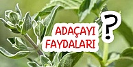 Adaçayı Kullanımı Ve Faydaları