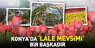 Konya'da lale bir başka güzel