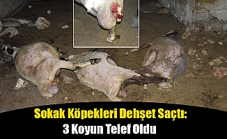 Sokak Köpekleri Dehşet Saçtı: 3 Koyun Telef Oldu