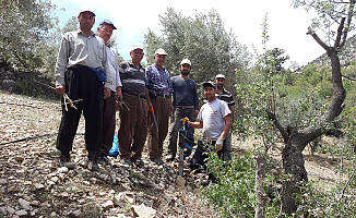 İlimizde Yabani Antep Fıstıkları Aşılandı