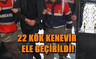 22 Kök Kenevir Ele Geçirildi!